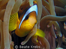 Friendly Clownfish, taken with my Conon S70 and CloseUp L... by Beate Krebs 